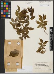 Foto von Salix phylicifolia var. sinensis Hand.-Mazz.